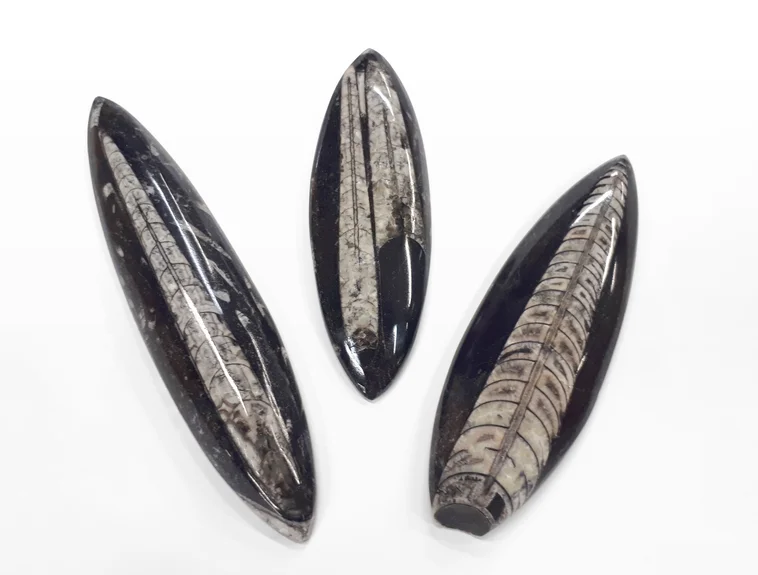 Orthoceras
