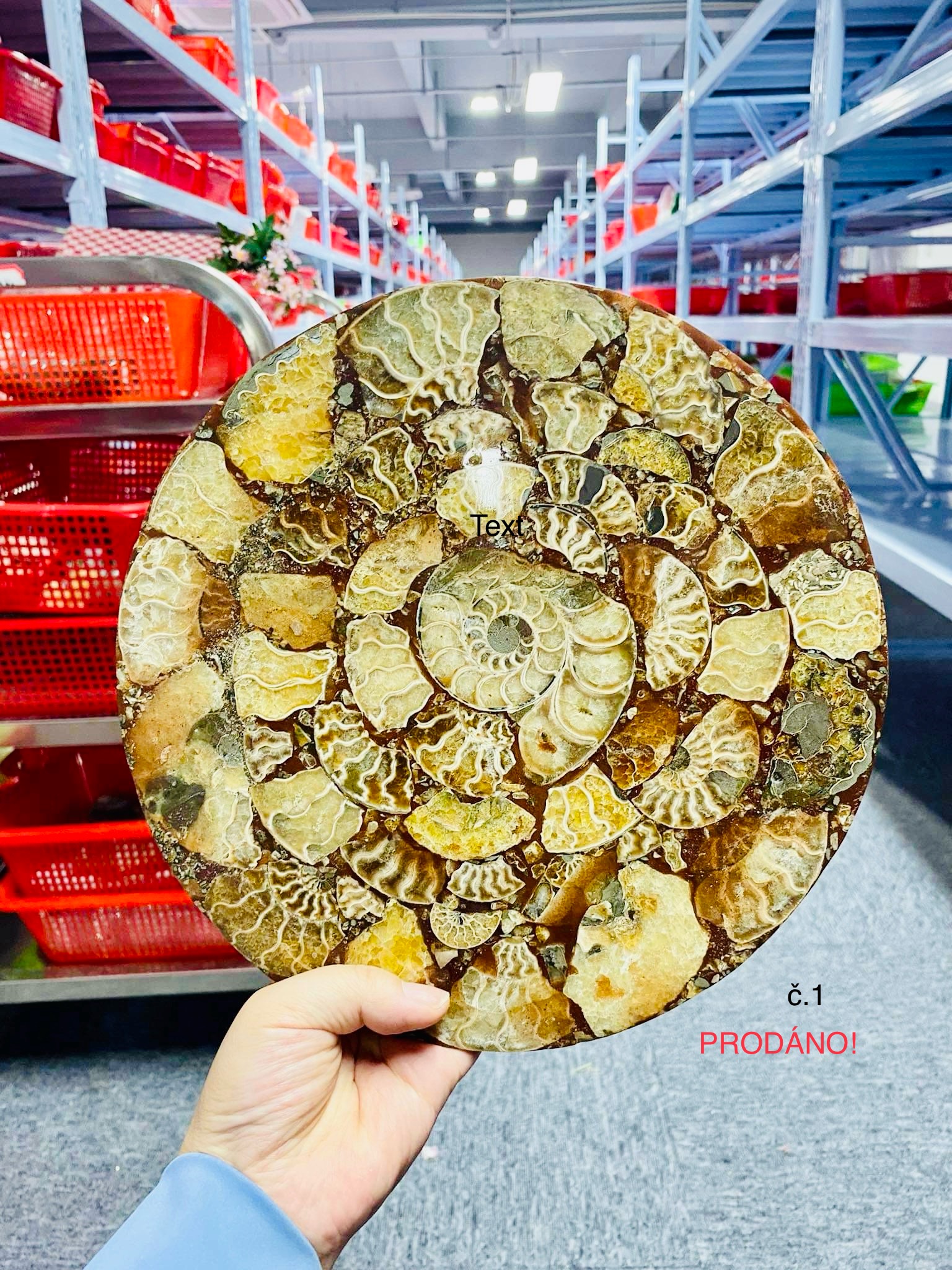 Amonitový disk