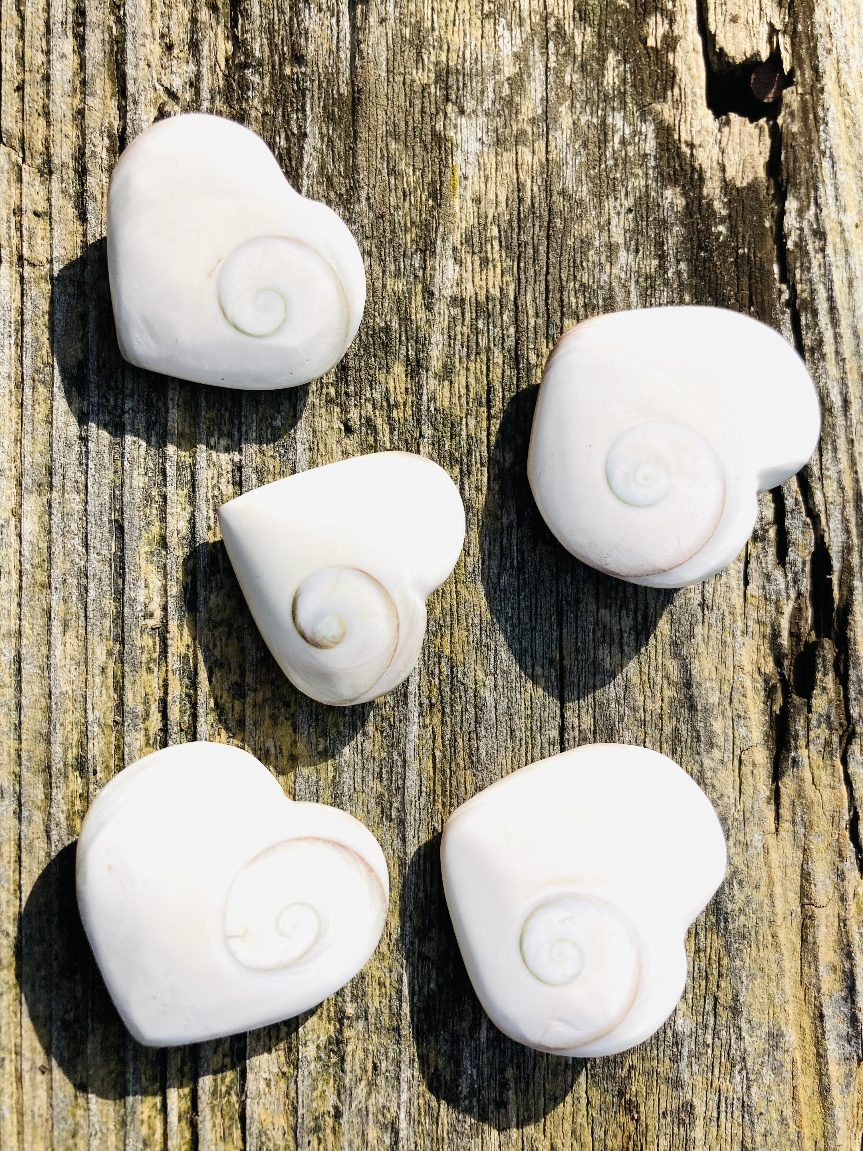 Přírodní mušle-Shiva shell