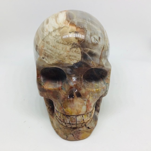 Zkamenělé dřevo-araukarit