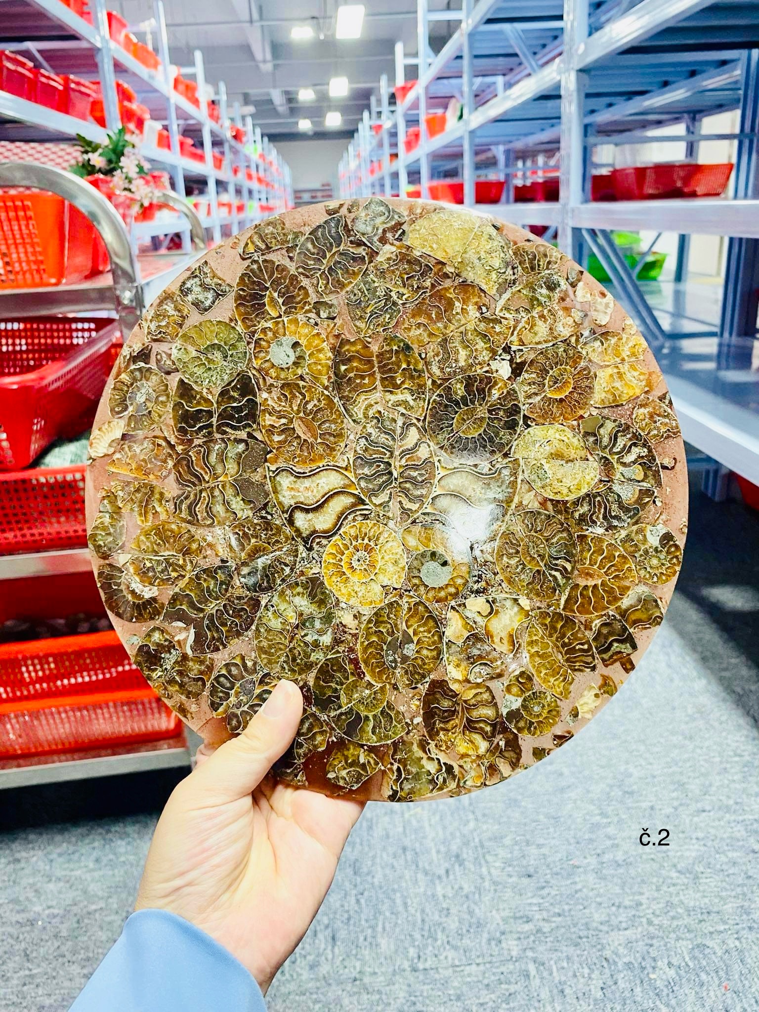 Amonitový disk