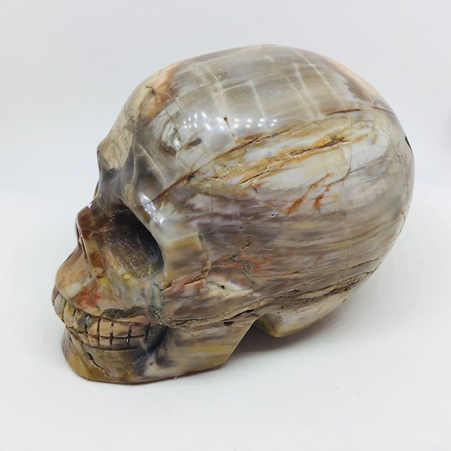 Zkamenělé dřevo-araukarit