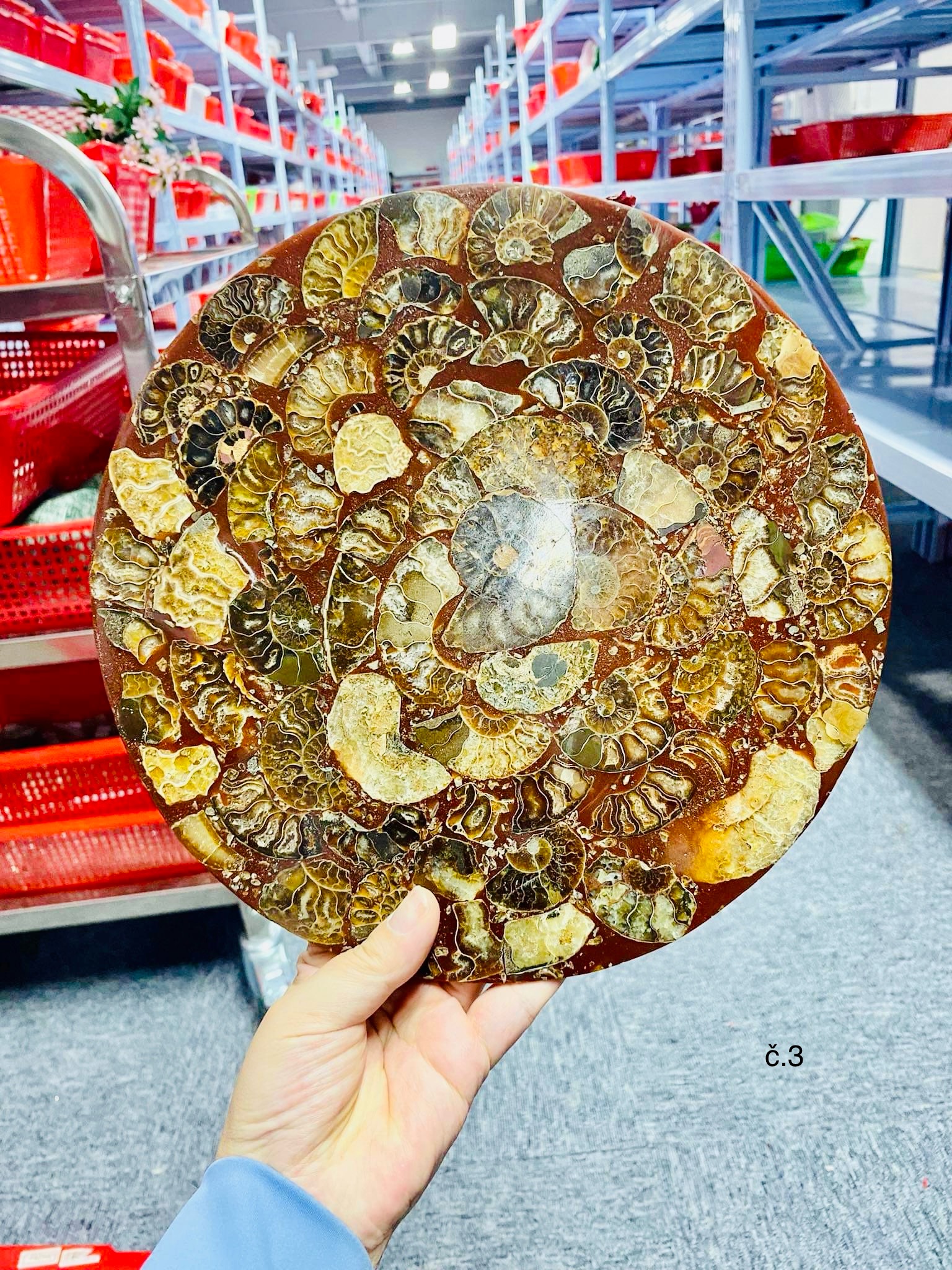 Amonitový disk