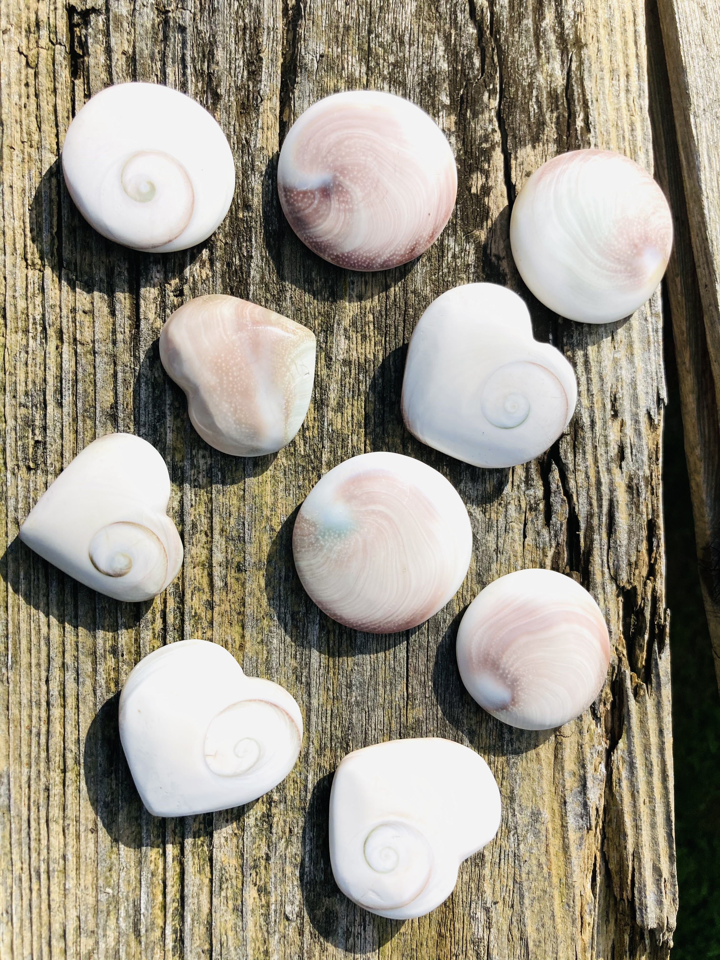 Přírodní mušle-Shiva shell