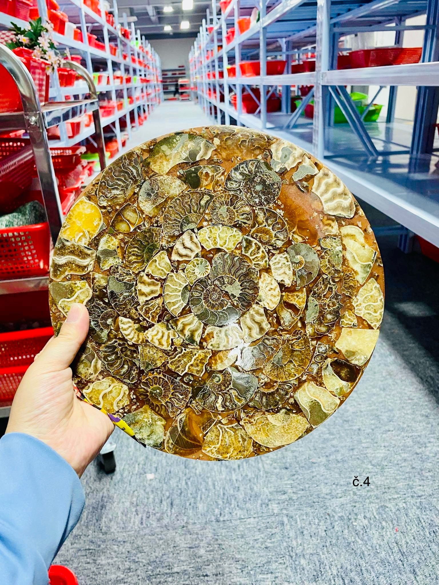Amonitový disk