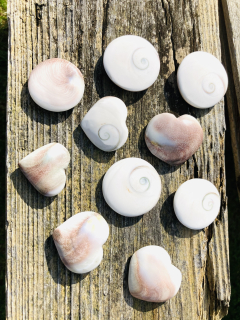 Přírodní mušle-Shiva shell