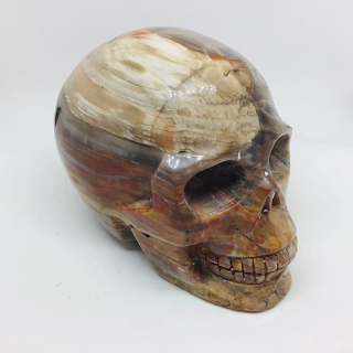 Zkamenělé dřevo-araukarit